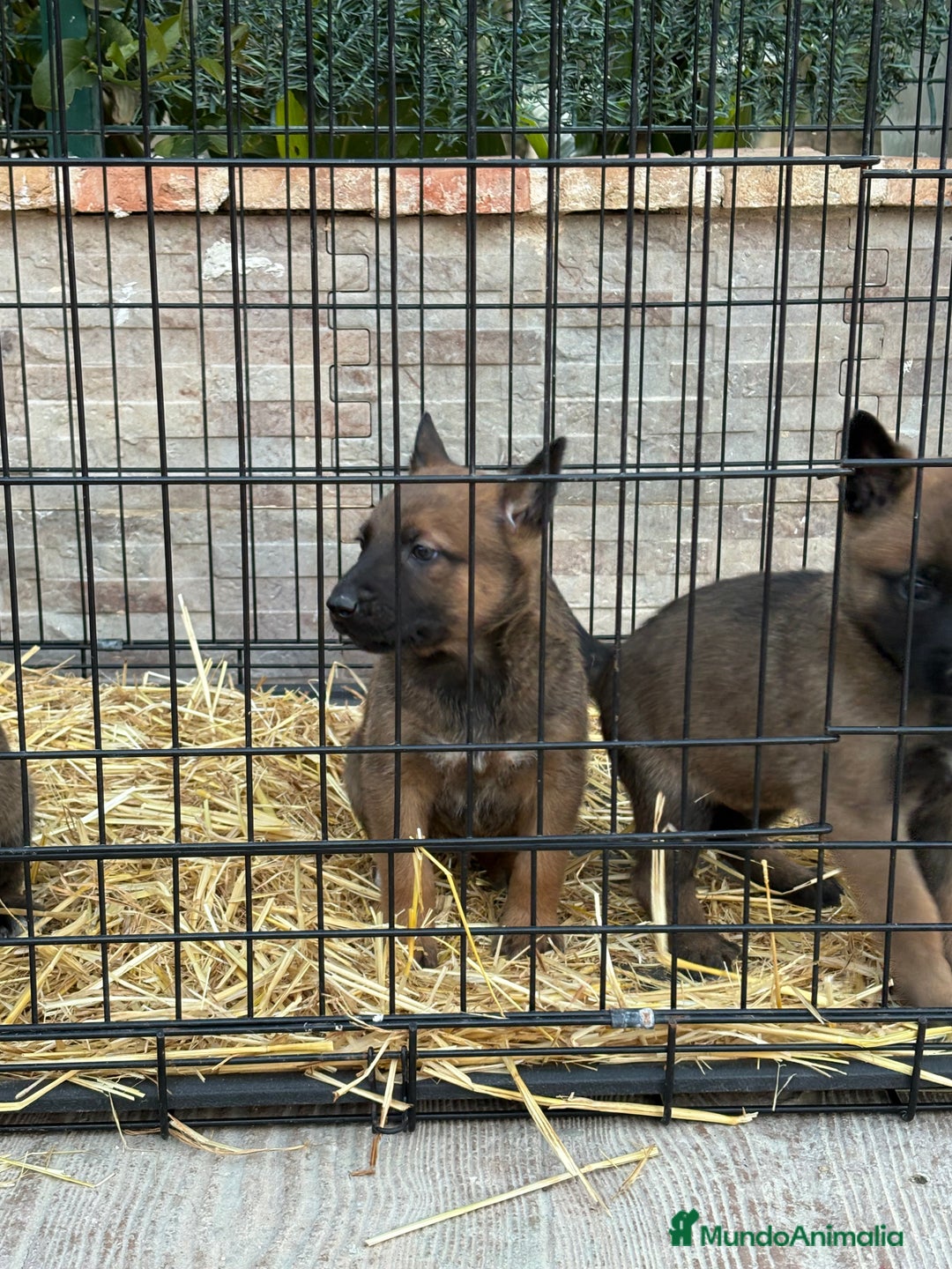 Pastor Belga Malinois perros en venta: Cachorros Malinois  - Anuncio 4