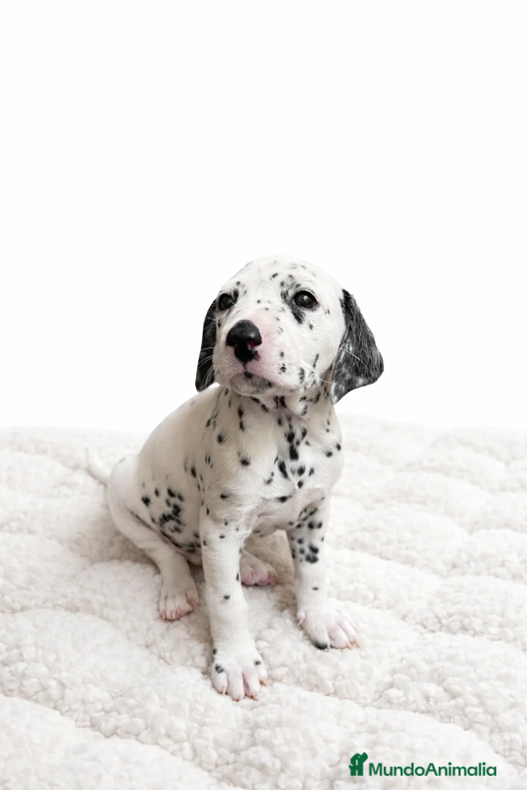 Dálmata perros en venta: Dálmata macho  - Anuncio 1