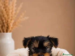 Yorkshire Terrier perros FINANCIAMOS YORKSHIRE TERRIER NEGRO FUEGO MACHO - Anuncio 1