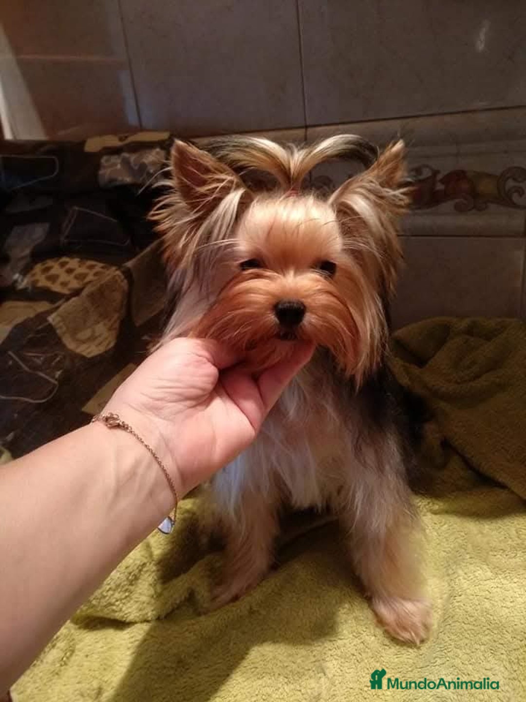 Yorkshire Terrier perros en venta: Camada yorkshire terrier - Anuncio 18
