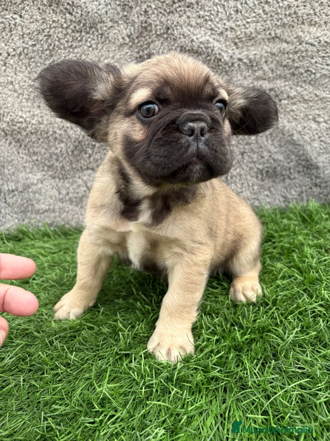 Bulldog Francés perros en venta: Cachorros Bulldog Frances Fluffy macho y hembra - Anuncio 22