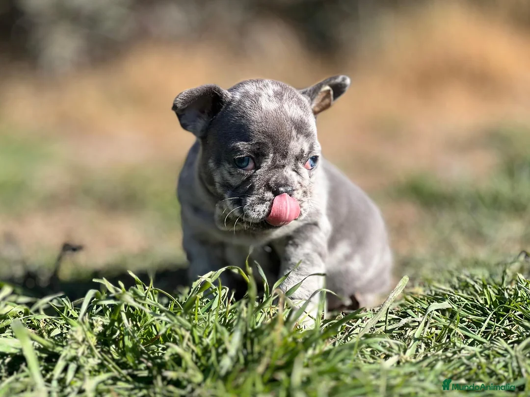 Bulldog Francés perros en venta: BULLDOG FRANCÉS EXÓTICO MERLE en Barcelona - Anuncio 6