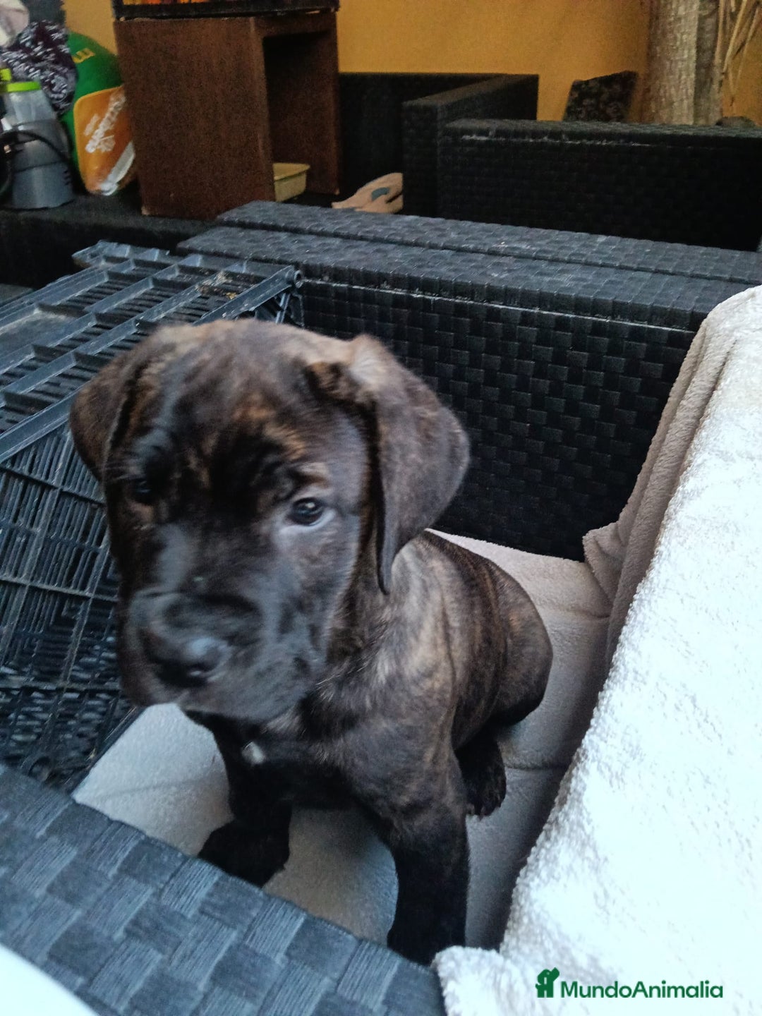 Cane Corso perros en venta: Cane Corso  - Anuncio 4