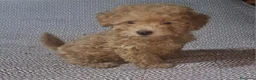 Caniche Toy perros en venta: Caniche enano/toy - Anuncio 4