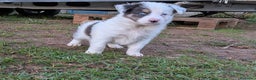 Border Collie perros en venta: BORDER COLLIE MACHO - Anuncio 1
