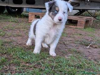 Border Collie perros BORDER COLLIE MACHO - Anuncio 1