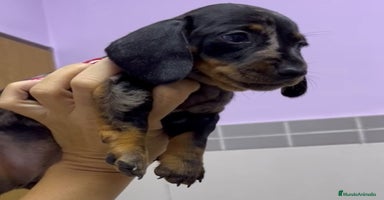 Teckel Miniatura perros - Anuncio 3