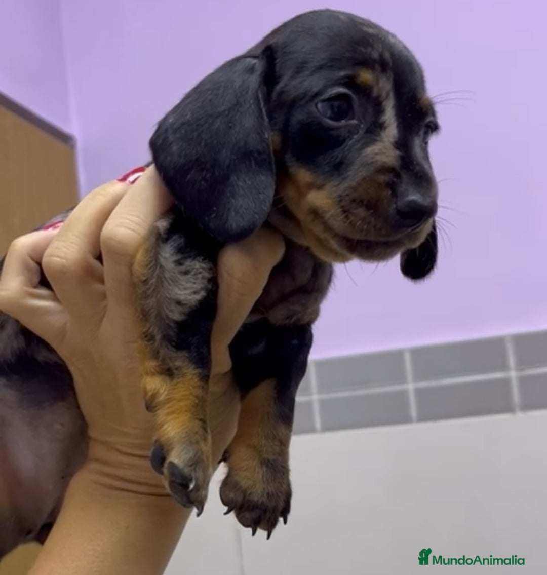 Teckel Miniatura perros en venta: Impresionantes Teckel miniaturas. 601144783 .  - Imagen 2