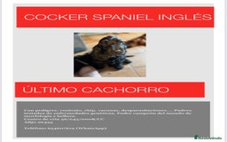 Cocker Spaniel Inglés perros en venta: Cocker Spaniel Inglés  - Imagen 1