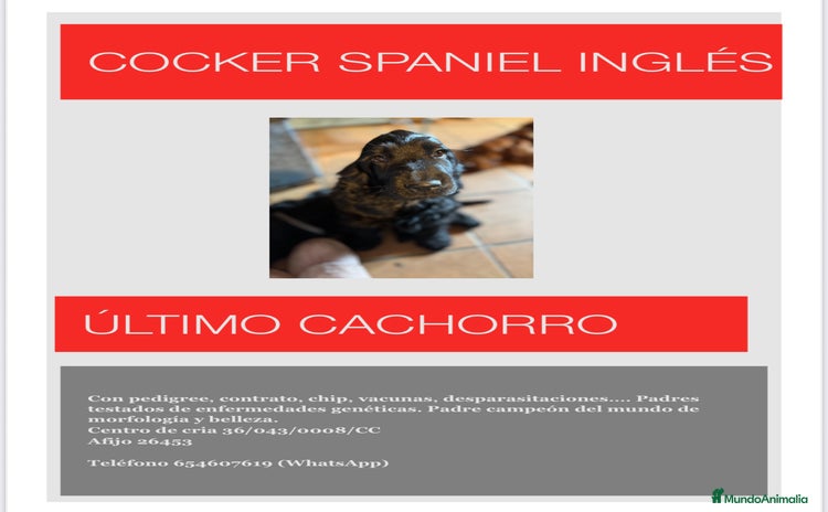Cocker Spaniel Inglés perros - Propaganda 1