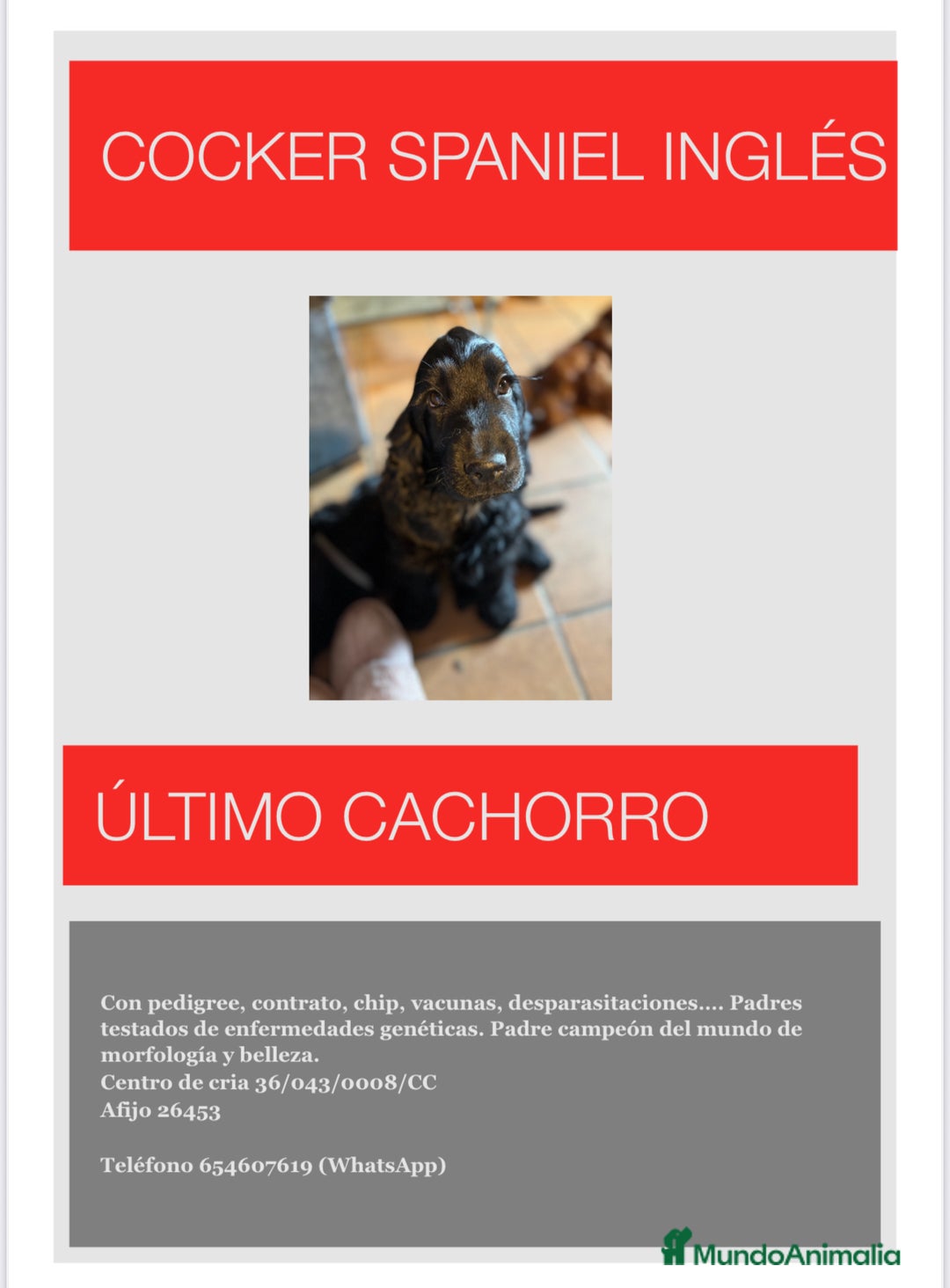 Cocker Spaniel Inglés perros en venta: Cocker Spaniel Inglés  - Imagen 1