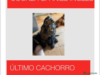 Cocker Spaniel Inglés perros - Anuncio 2