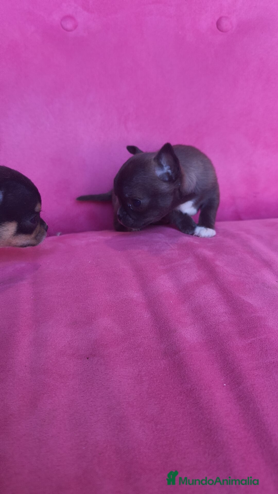 Chihuahua perros en venta: Chihuahua Toy macho y hembra  - Anuncio 16