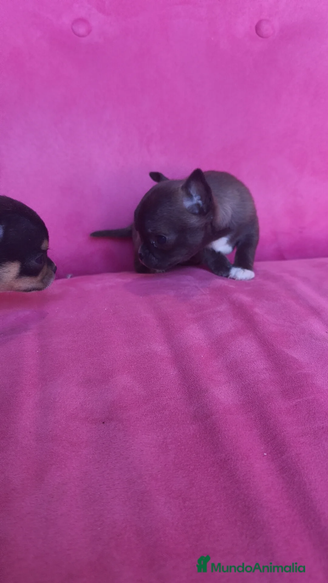 Chihuahua perros en venta: Chihuahua Toy macho y hembra  - Anuncio 16