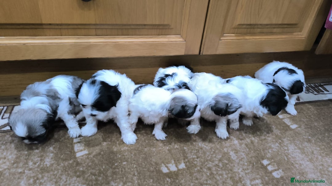 Shih Tzu perros en venta: PRECIOSA CAMADA DE SHIT SHU - Anuncio 2