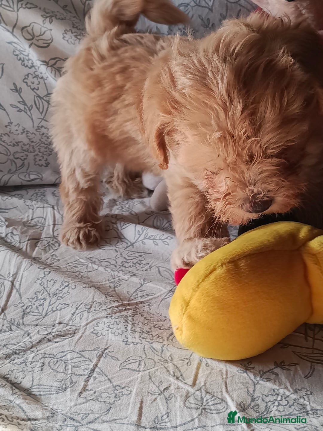 Maltipoo perros en venta: Maltipoo macho  - Imagen 5