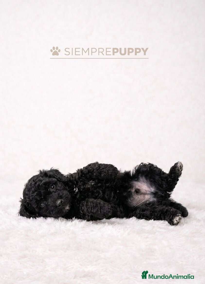 Caniche Toy perros CANICHE NEGRO MINI TOY - Anuncio 3