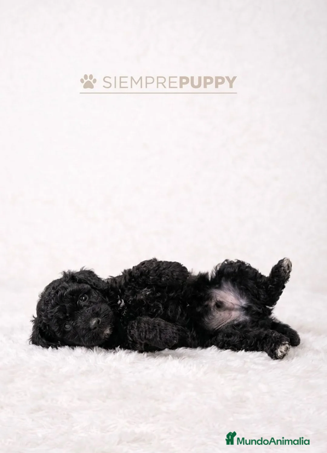 Caniche Toy perros en venta: CANICHE NEGRO MINI TOY - Anuncio 1