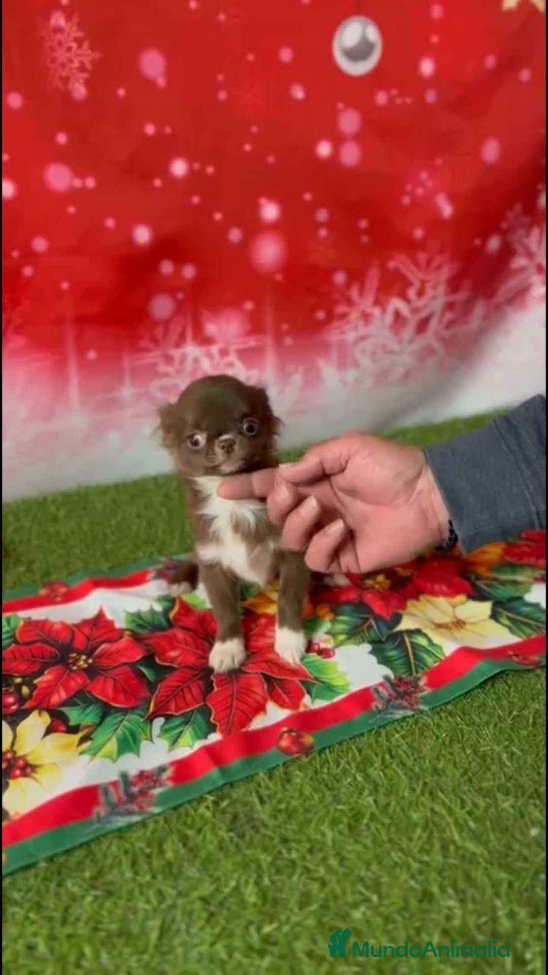 Chihuahua perros en venta: CHIHUAHUA TOY CHOCOLATE PELO LARGO - Anuncio 3