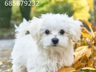 Bichón Maltés perros bichon maltes - Anuncio 1
