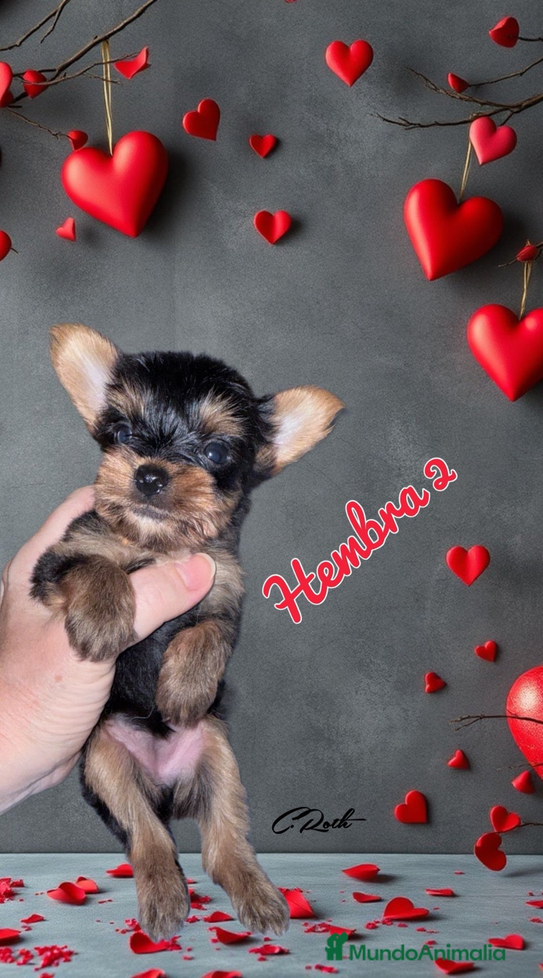 Yorkshire Terrier perros en venta: Yorkshire  - Imagen 2