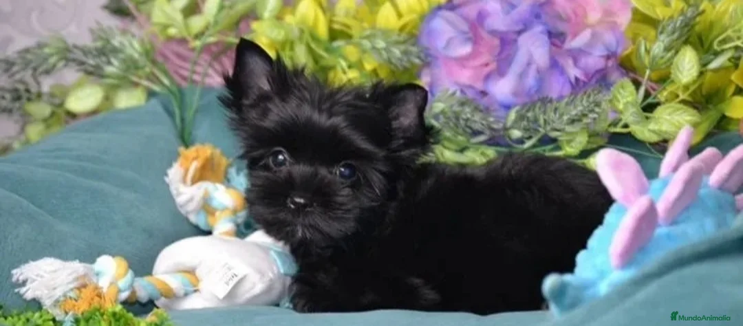 Yorkshire Terrier perros en venta: Exclusivos Yorkshire Exóticos Toy - Anuncio 2