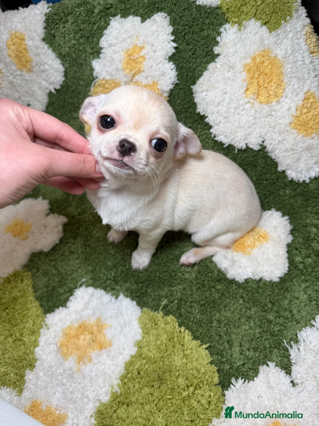 Chihuahua perros en venta: Chihuahua Toy - Anuncio 2