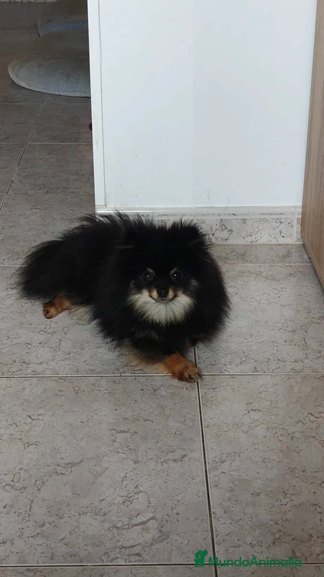 Pomerania perros en venta: ESPECTACULAR HEMBRITA DE SUPER POMY TOY - Anuncio 10