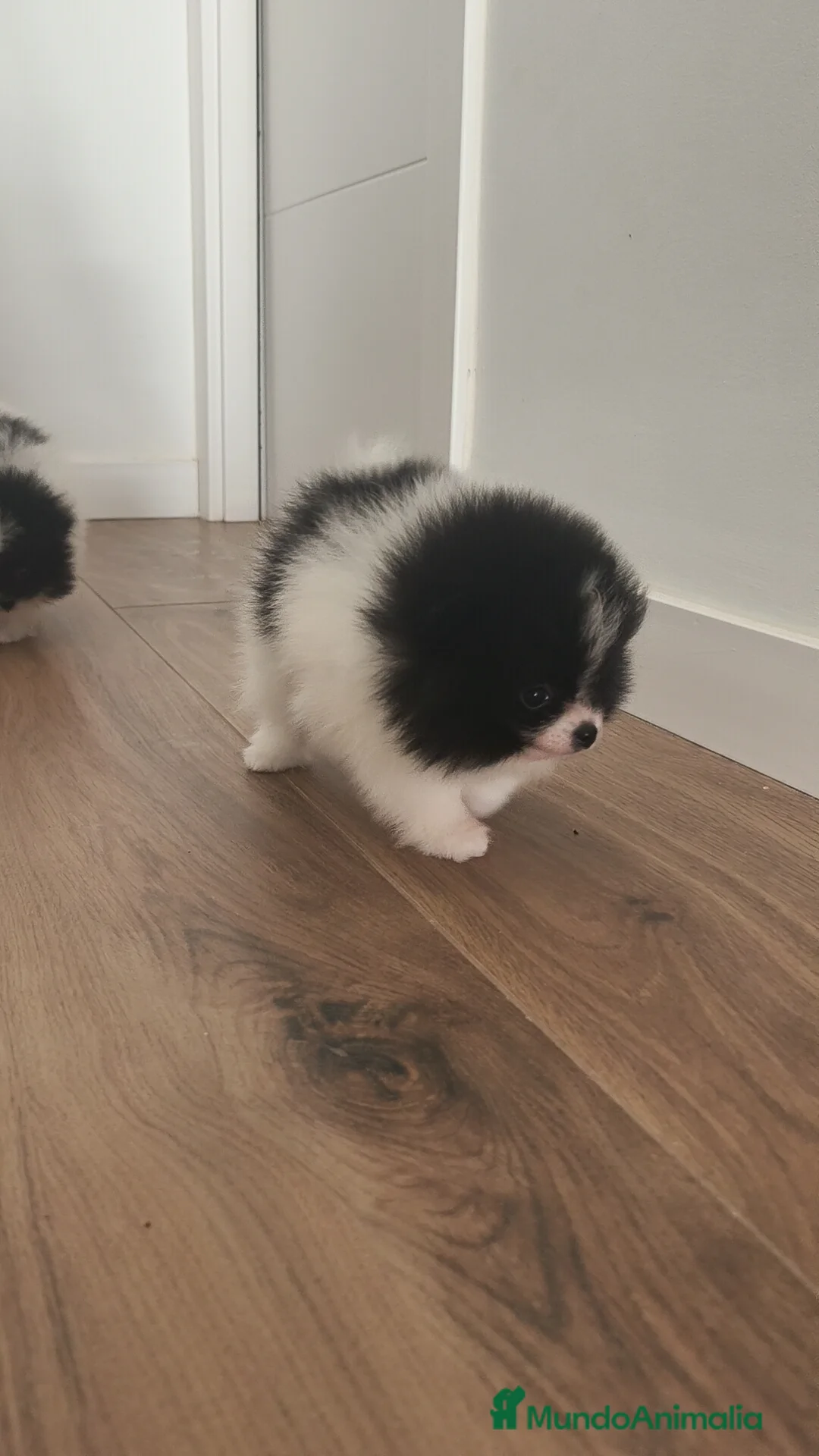 Pomerania perros en venta: Pomerania TOY Party ♀️♂️ - Anuncio 8