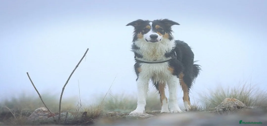 Imagen de galería {{count}}