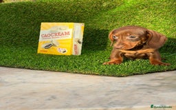 Teckel perros en venta: DACHSHUND MINIATURA //// ASTURIAS  - Anuncio 3