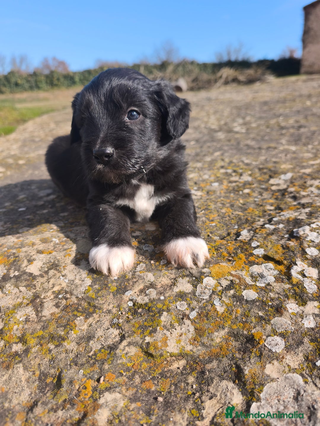 Raza Mixta perros en venta: Cachorros bordoodle/borderpoo! - Anuncio 9