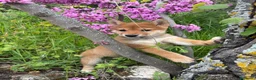 Shiba Inu perros en venta: Shiba Inu hembra disponible  - Anuncio 2