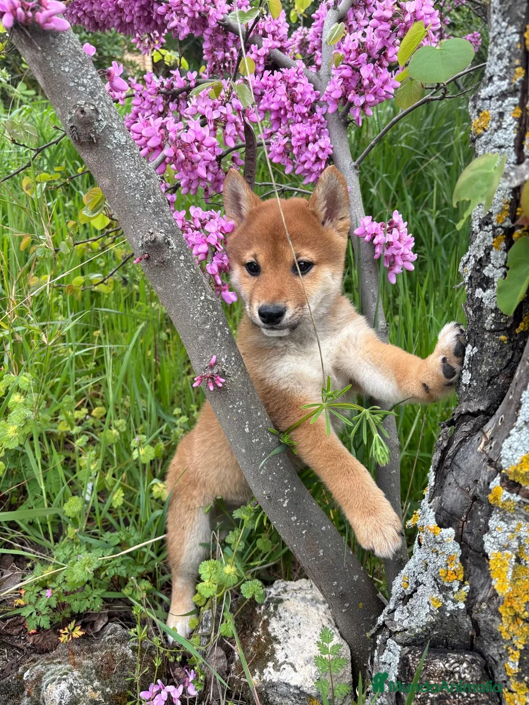 Shiba Inu perros en venta: Shiba Inu hembra disponible  - Anuncio 2
