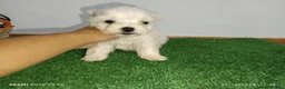 Bichón Maltés perros en venta: Bichón maltés americano en Badajoz - Anuncio 1