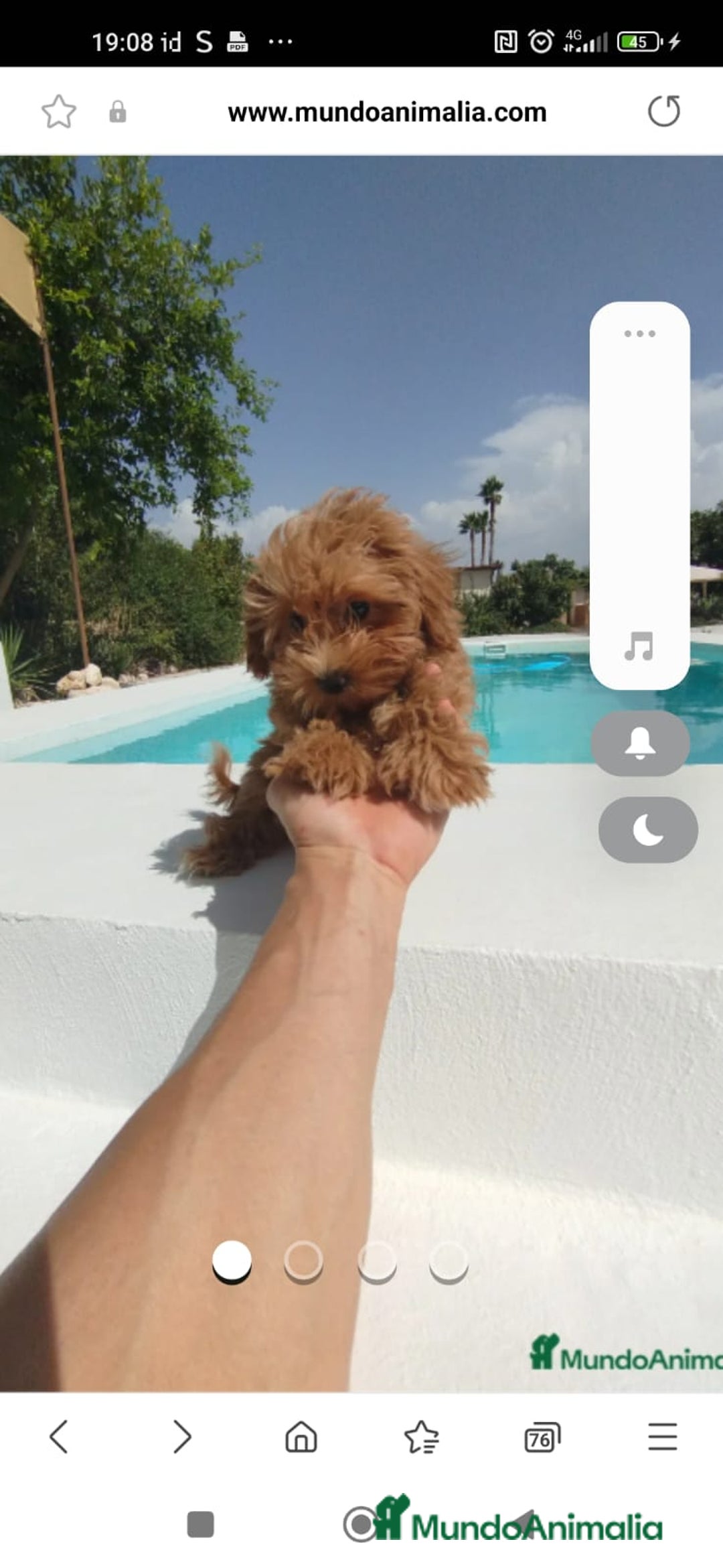 Maltipoo perros en venta: Maltipoo  - Anuncio 2