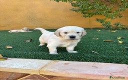 Golden Retriever perros en venta: GOLDEN RETRIEVER  - Imagen 6