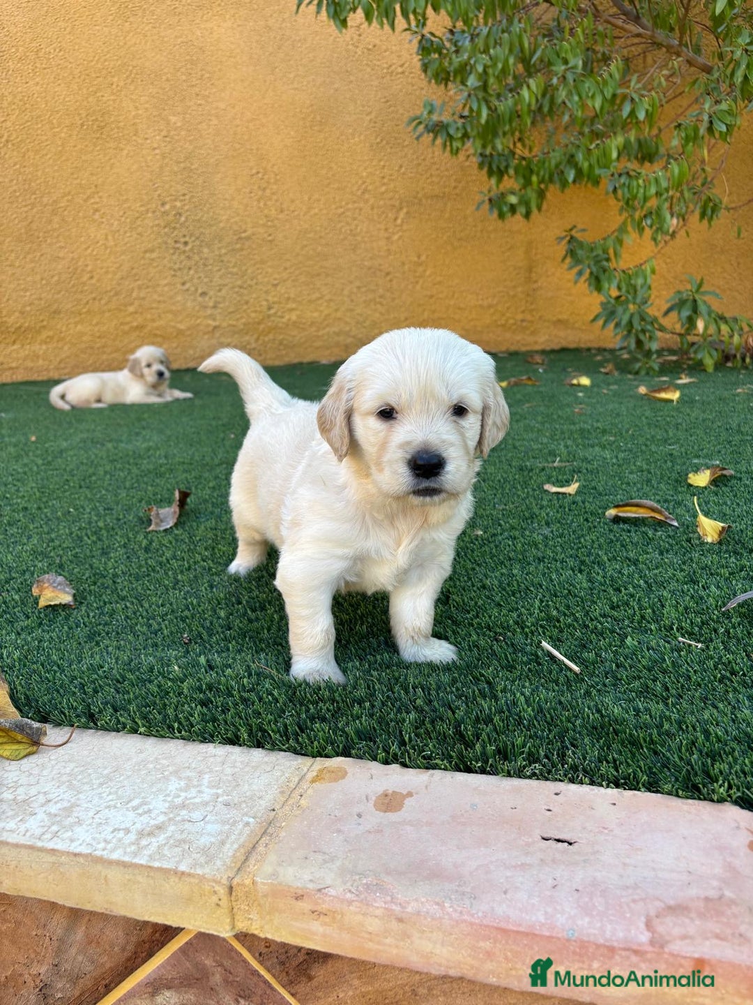 Golden Retriever perros en venta: GOLDEN RETRIEVER  - Imagen 6
