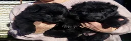 Pastor Alemán perros en venta: Pastor alemán negro sólido  en Burgos - Anuncio 1