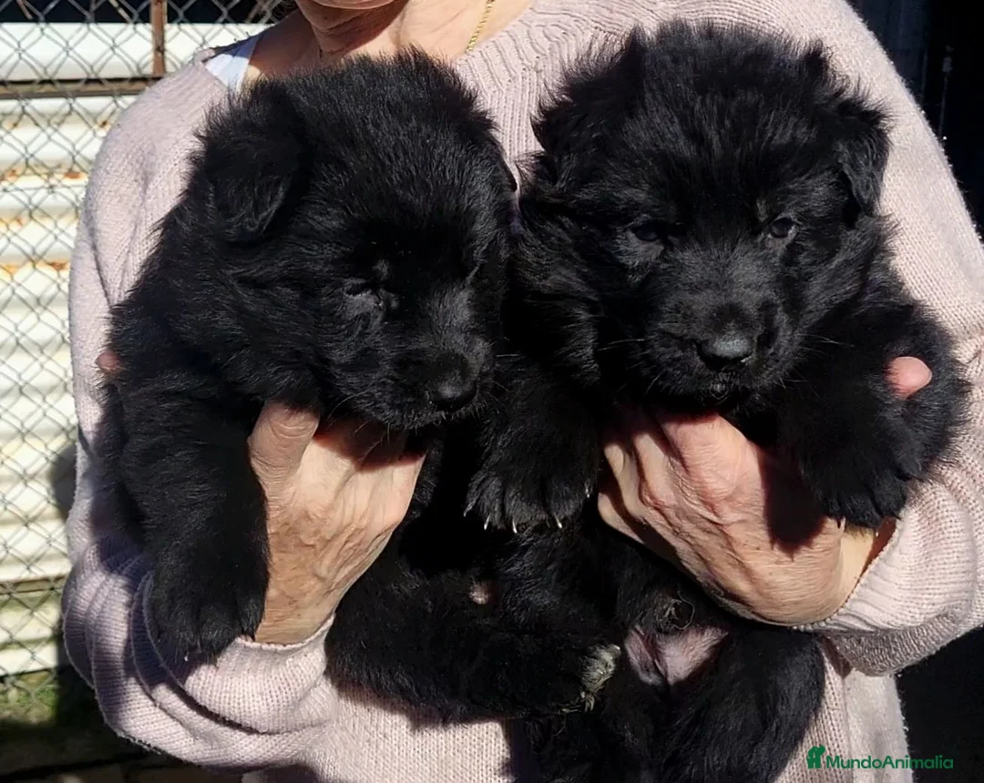 Pastor Alemán perros en venta: Pastor alemán negro sólido  en Burgos - Anuncio 1