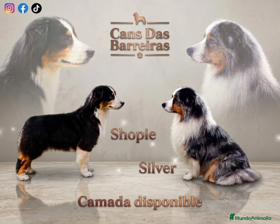 Imagen de galería {{count}}