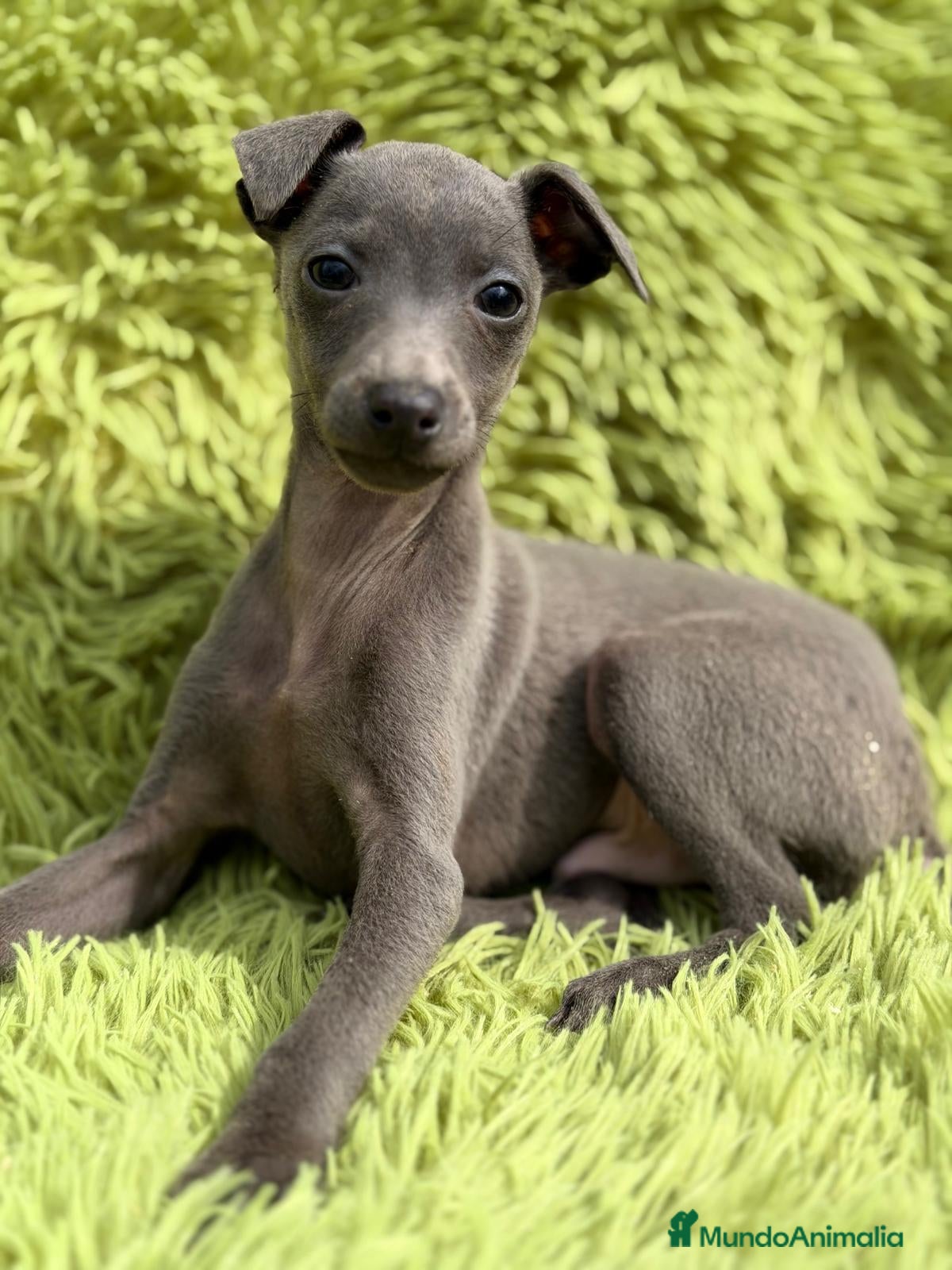 Pequeño Lebrel Italiano perros LEBREL PICCOLO ITALIANO BLUE - Anuncio 2
