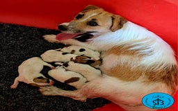 Jack Russell Terrier perros en venta: Jack Russell PEDEGREE (LOE) - Imagen 2