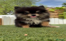 Pomerania perros en venta: POMERANIA HEMBRA - Imagen 2