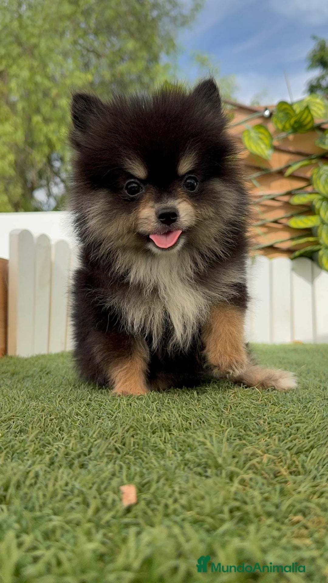 Pomerania perros en venta: POMERANIA HEMBRA - Imagen 2