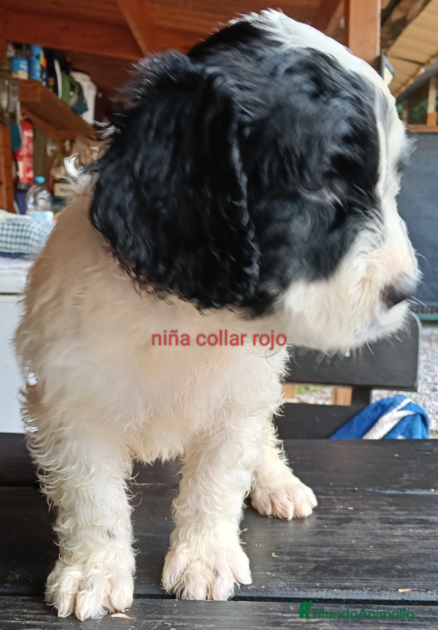 Labradoodle perros en venta: Labradoodles - Anuncio 7