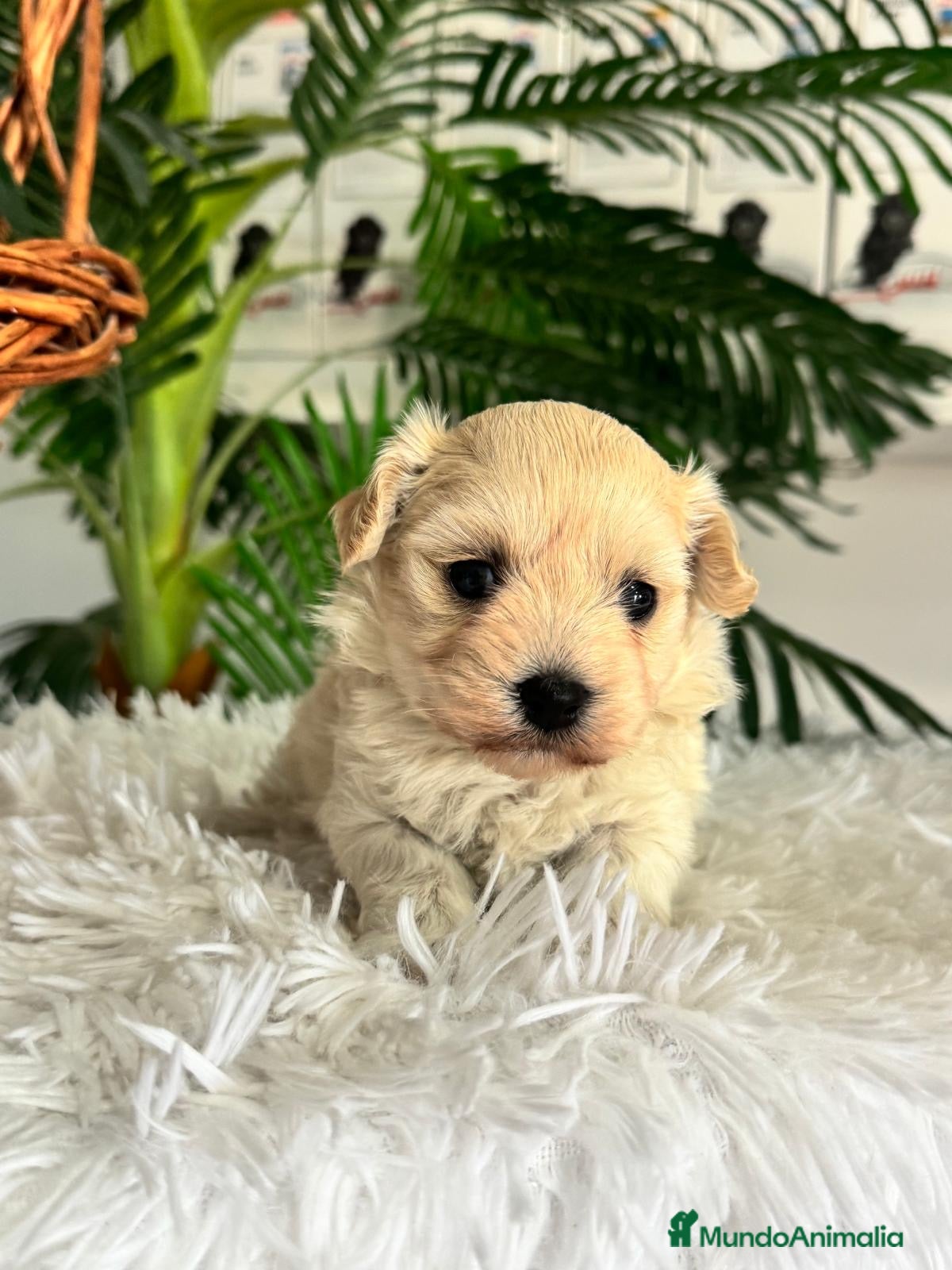 Maltipoo perros en venta: MALTIPOO HEMBRA - Anuncio 8
