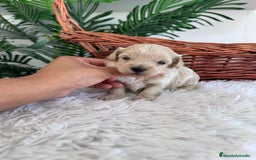 Maltipoo perros en venta: MALTIPOO MACHO - Imagen 21