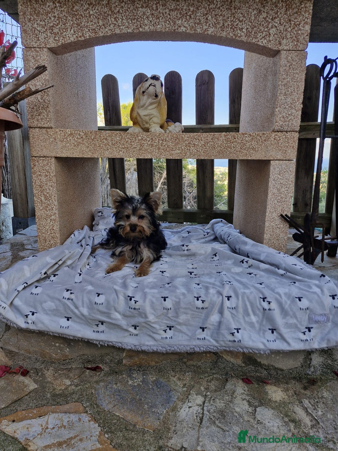 Yorkshire Terrier perros en venta: Yorkshire Terrier  - Imagen 2
