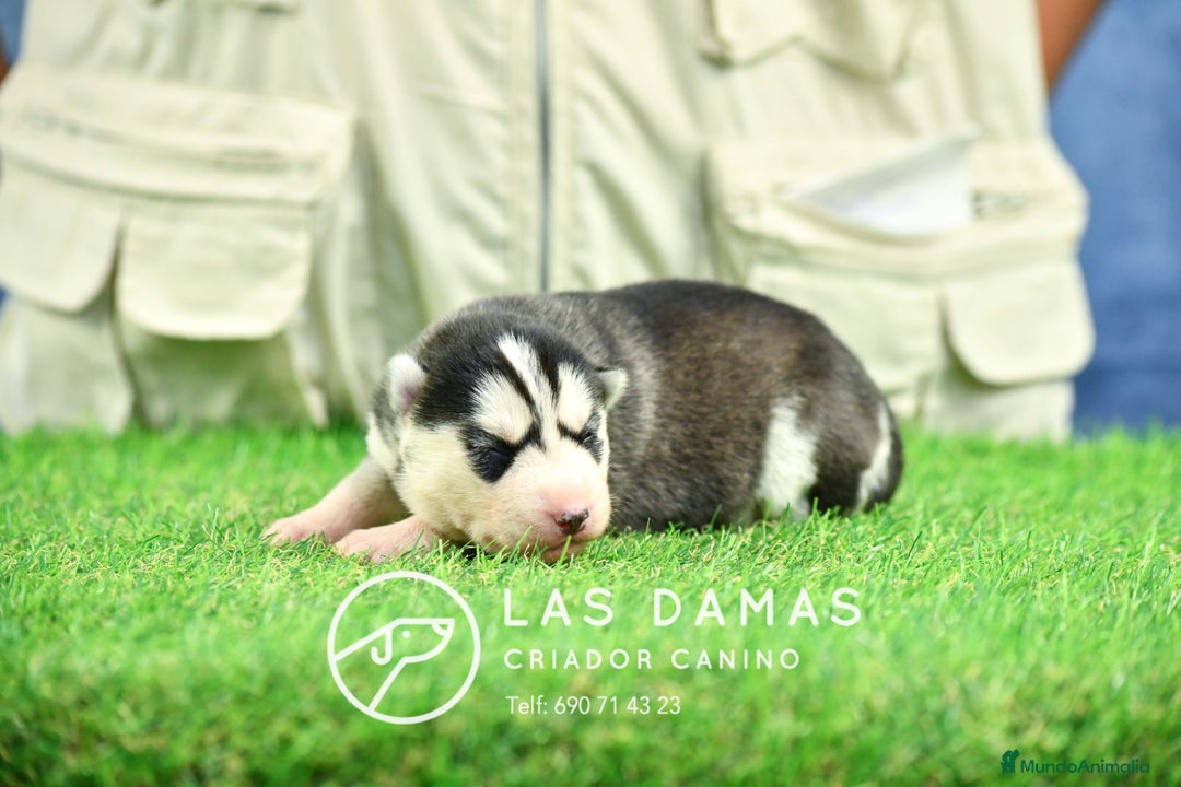 Husky Siberiano perros en venta: Husky siberiano disponibles - Imagen 7